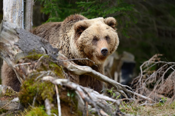 Obraz premium Big brown bear in the forest