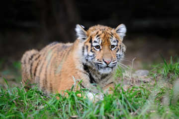 Portrait of a tiger cub