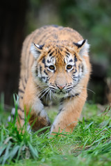Portrait of a tiger cub