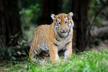 Tiger cub in grass