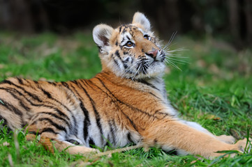 Portrait of a tiger cub