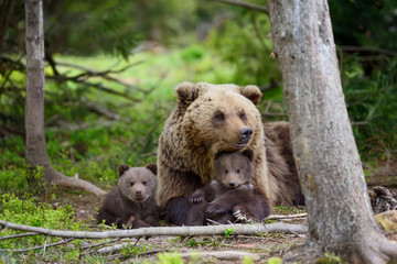 Naklejka premium Brown bear and cub
