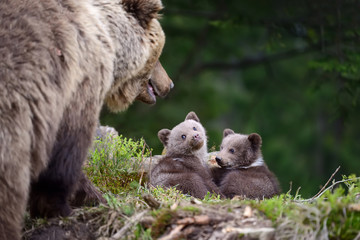 Brown bear and cub