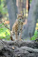 Fotobehang Eurasian Lynx in the forest © byrdyak