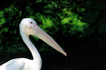 Pelican or Pink Pelican