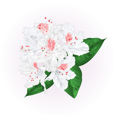 Flowers white rhododendron  with  leaves vintage  vector illustration editable hand draw