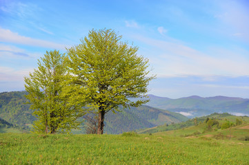 Fototapeta na wymiar Tree on the background of the mountains