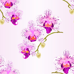 Seamless texture  Orchid purple and white Phalaenopsis stem with flowers and  buds closeup  vintage  vector editable illustration hand draw