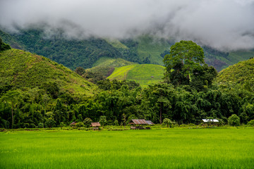 Beautiful green rice field and hut in village with foggy mountain background. Greenery rice field landscape in Saphan village, Nan, Thailand