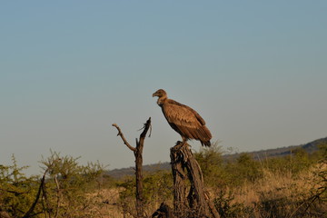 Cape Vulture