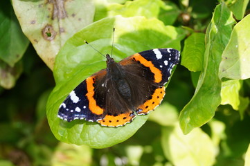 Schmetterling - Admiral - Atalanta