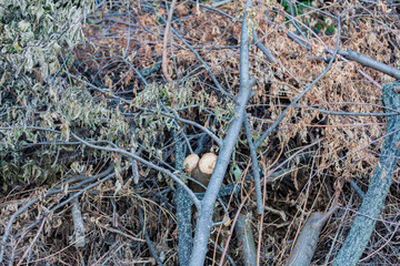 Sawed dry branches of deciduous and coniferous trees for the fire
