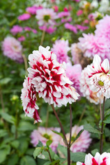  Nahaufnahme einer Dahlie mit rosa Bl&uuml;ten