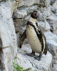 Naklejka premium Humboldt Pinguin - Spheniscus humboldti