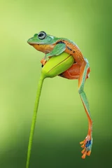 Foto op Plexiglas Tree frog on branch © kuritafsheen
