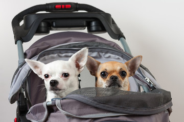 Cinnamon and white  Chihuahua are sitting in comfortable pet stroller
