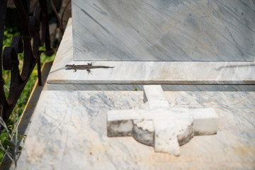 Sunbathing lizard on marble stone.