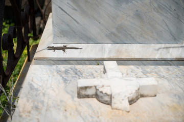 Sunbathing lizard on marble stone.