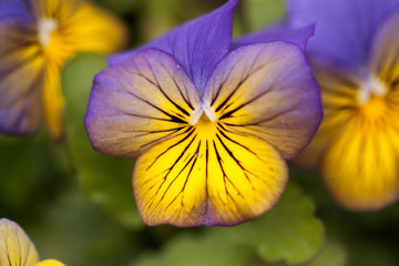 Purple and Yellow Pansy Flowers In Spring