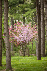 Flowering Dogwood and Redbud Trees in a Pine Forest