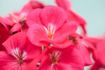 Fototapeta na wymiar Pink Geranium Flowers in Spring