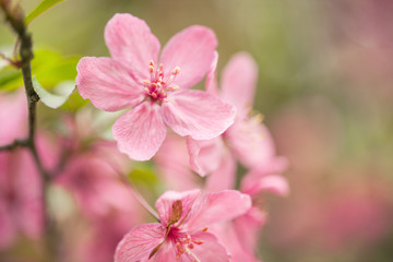 Fototapeta na wymiar Dogwood Tree Flowers Blooming in Spring