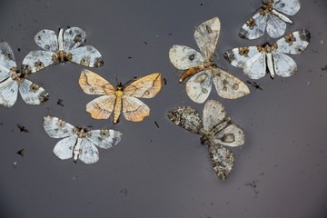 Moths in the water in a small forest pond