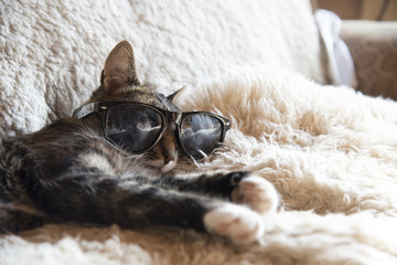 Cat with Glasses