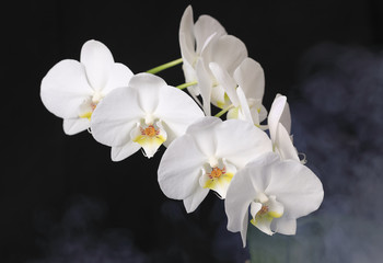 Naklejka na ściany i meble Weiße Orchidee auf schwarzem Grund