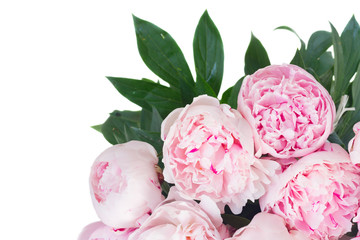 Bloomig peony flowers with leaves border colored in shades of pink isolated on white background © neirfy