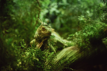 Beautiful iguana in a green environment