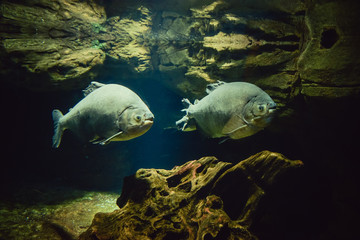 Aquarium fish