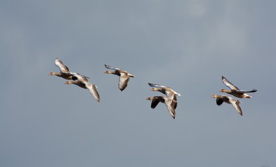 Flying grey goose on the west coast in Sweden