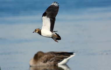 Flying bird on the west coast in Sweden