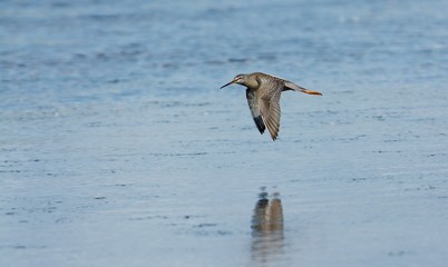Bird on the west coast in Sweden