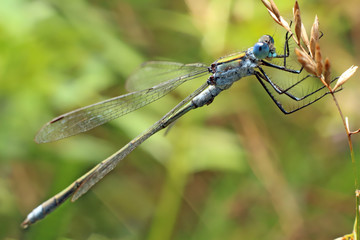 Dragonfly

