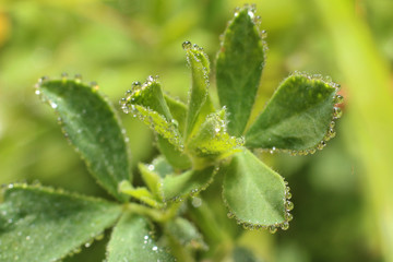 Dew