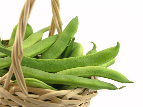 Feuerbohnen, Phaseolus coccineus