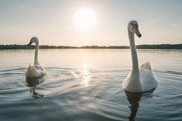 Photo sur Plexiglas Anti-reflet Cygne Deux oiseaux de cygne blanc sur le lac au coucher du soleil