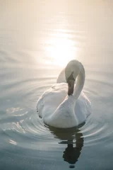 Acrylic prints Swan White swan bird on the lake at sunset