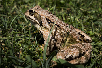 Frosch