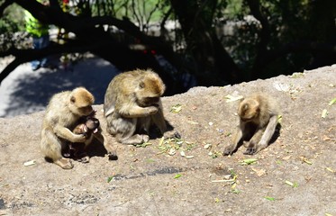 Gibraltar Barbary macaque family