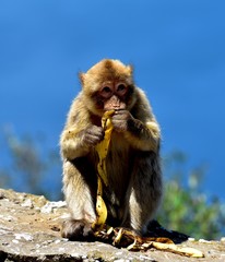 Naklejka premium Gibraltar Barbary macaque