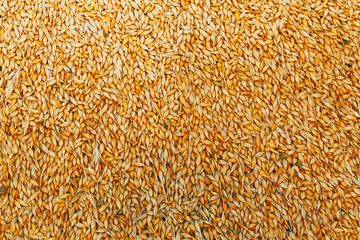 Beautiful background of barley grain in a pile in the process of harvesting