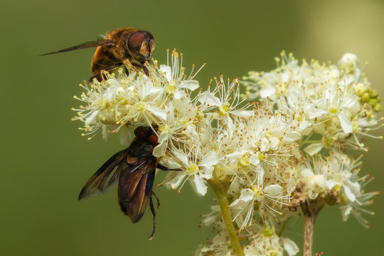 Wanzenfliege und Schwebfliege auf einer Wildblume