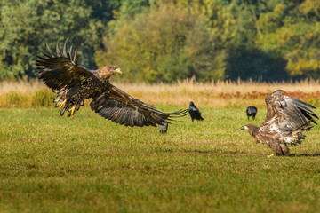 Eagle sea attack (Haliaeetus albicilla) 