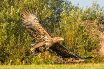 Eagle sea attack (Haliaeetus albicilla) 