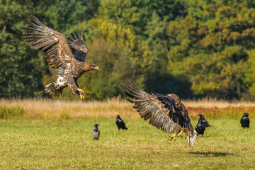 Eagle sea attack (Haliaeetus albicilla) 