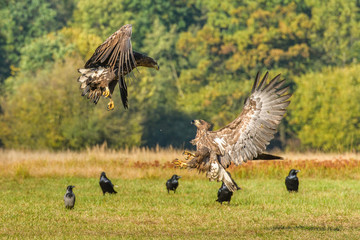Eagle sea attack (Haliaeetus albicilla) 