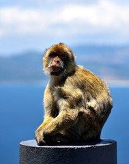 Gibraltar Barbary macaque